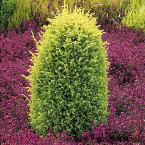 Balík 10ks Borievka obyčajná Gold Cone, výška 20/25 cm, v črepníku P9 Juniperus communis