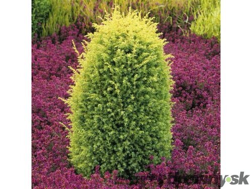 Balík 10ks Borievka obyčajná Gold Cone, výška 20/25 cm, v črepníku P9 Juniperus communis