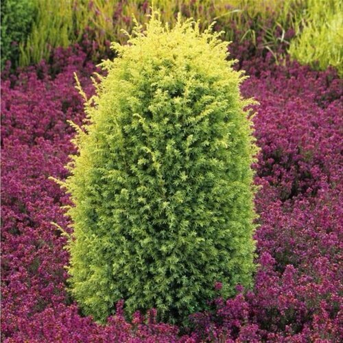 Balík 10ks Borievka obyčajná Gold Cone, výška 20/25 cm, v črepníku P9 Juniperus communis