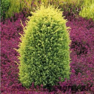 Balík 10ks Borievka obyčajná Gold Cone, výška 20/25 cm, v črepníku P9 Juniperus communis