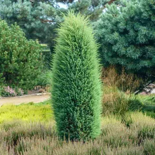 Balík 10ks Borievka obyčajná stlpovitá Hibernica, výška 20/25 cm, v črepníku P9 Juniperus communis