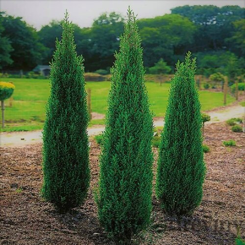 Balík 10ks Borievka obyčajná stlpovitá Suecica, výška 10/20 cm, v črepníku P9 Juniperus communis