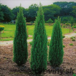 Balík 10ks Borievka obyčajná stlpovitá Suecica, výška 20/25 cm, v črepníku P9 Juniperus communis