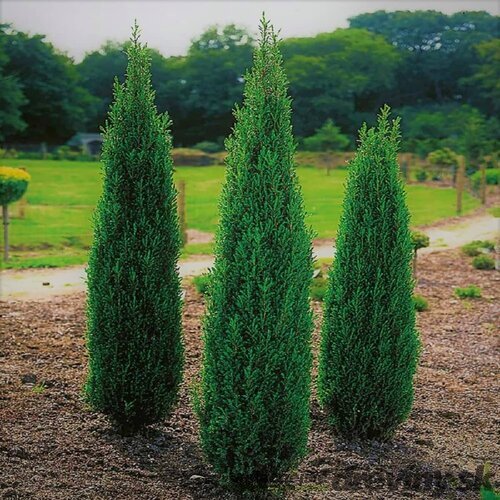Balík 10ks Borievka obyčajná stlpovitá Suecica, výška 20/25 cm, v črepníku P9 Juniperus communis