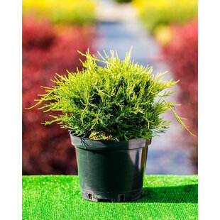 Balík 10ks Borievka pfitzerova Gold Coast, výška 15/25 cm, v črepníku P9 Juniperus pfitzeriana