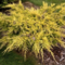 Balík 10ks Borievka pfitzerova Gold Coast, výška 15/25 cm, v črepníku P9 Juniperus pfitzeriana
