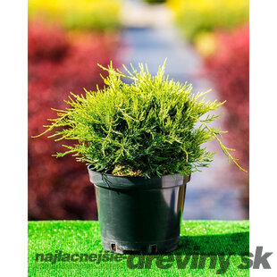 Balík 10ks Borievka pfitzerova Gold Coast, výška 20/25 cm, v črepníku P9 Juniperus pfitzeriana