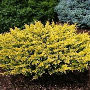 Balík 10ks Borievka pfitzerova Gold Star, výška 20/25 cm, v črepníku P9 Juniperus pfitzeriana