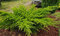 Balík 10ks Borievka pfitzerova Mint Julep, výška 20/25 cm, v črepníku P9 Juniperus pfitzeriana