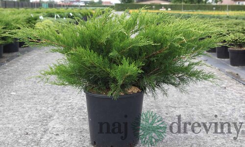Balík 10ks Borievka pfitzerova Mint Julep, výška 20/25 cm, v črepníku P9 Juniperus pfitzeriana