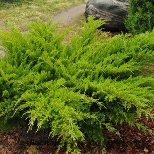 Balík 10ks Borievka pfitzerova Mint Julep, výška 20/25 cm, v črepníku P9 Juniperus pfitzeriana