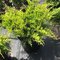 Balík 10ks Borievka pfitzerova Old Gold, výška 20/25 cm, v črepníku P9 Juniperus pfitzeriana