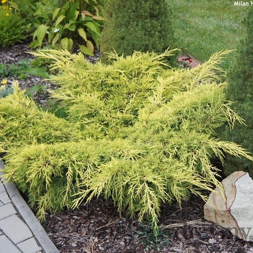 Balík 10ks Borievka pfitzerova Old Gold, výška 20/25 cm, v črepníku P9 Juniperus pfitzeriana