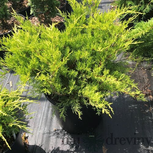 Balík 10ks Borievka pfitzerova Old Gold, výška 20/25 cm, v črepníku P9 Juniperus pfitzeriana
