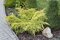 Balík 10ks Borievka pfitzerova Old Gold, výška 20/25 cm, v črepníku P9 Juniperus pfitzeriana