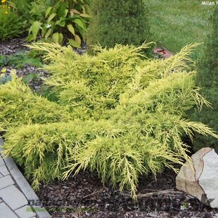 Balík 10ks Borievka pfitzerova Old Gold, výška 20/25 cm, v črepníku P9 Juniperus pfitzeriana