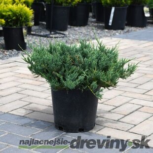 Balík 10ks Borievka rozprestretá Blue Chip, výška 15/25 cm, v črepníku P9 Juniperus horizontalis Blue Chip
