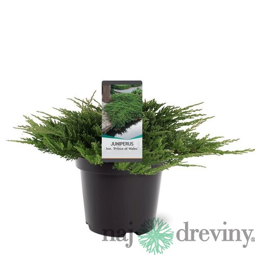 Balík 10ks Borievka rozprestretá Prince of Wales, výška 10/20 cm, v črepníku P9 Juniperus horizontalis Prince of Wales