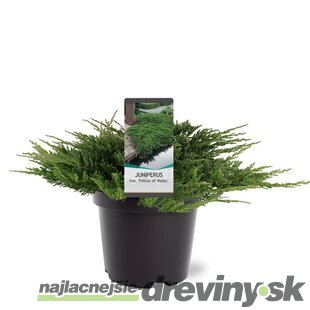 Balík 10ks Borievka rozprestretá Prince of Wales, výška 15/25 cm, v črepníku P9 Juniperus horizontalis Prince of Wales
