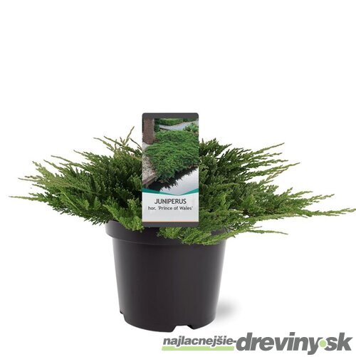 Balík 10ks Borievka rozprestretá Prince of Wales, výška 15/25 cm, v črepníku P9 Juniperus horizontalis Prince of Wales