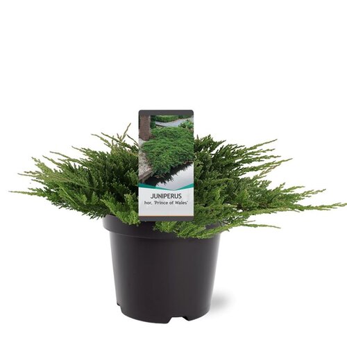 Balík 10ks Borievka rozprestretá Prince of Wales, výška 15/25 cm, v črepníku P9 Juniperus horizontalis Prince of Wales