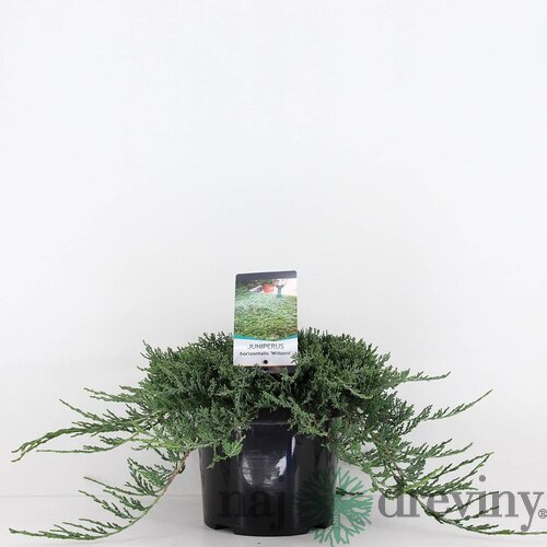 Balík 10ks Borievka rozprestretá Wiltoni, výška 10/20 cm, v črepníku P9 Juniperus horizontalis Wiltoni