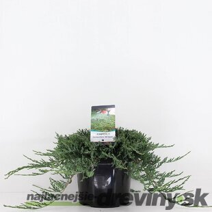 Balík 10ks Borievka rozprestretá Wiltoni, výška 15/25 cm, v črepníku P9 Juniperus horizontalis Wiltoni