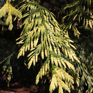 Balík 10ks Tuja riasnatá Zebrina, výška 30/35 cm, v črepníku P9 Thuja plicata