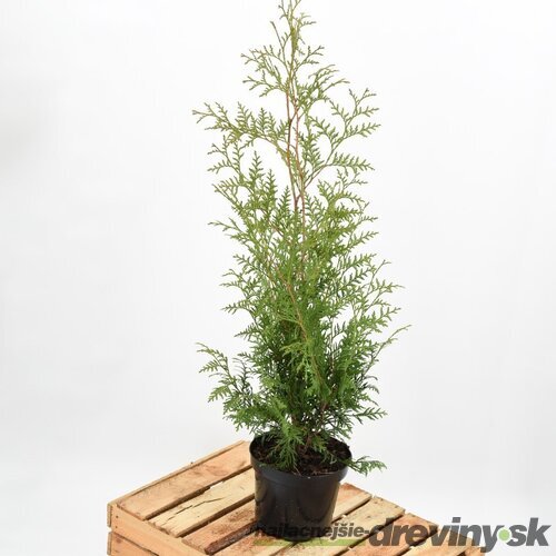 Balík 10ks Tuja západná Brabant, výška 30/40 cm, v črepníku P9 Thuja occidentalis