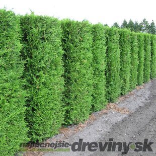 Balík 10ks Tuja západná Brabant, výška 30/40 cm, v črepníku P9 Thuja occidentalis