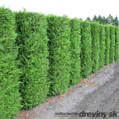 Balík 10ks Tuja západná Brabant, výška 30/40 cm, v črepníku P9 Thuja occidentalis
