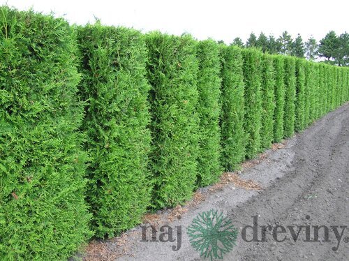 Balík 10ks Tuja západná Brabant, výška 30/40 cm, v črepníku P9 Thuja occidentalis