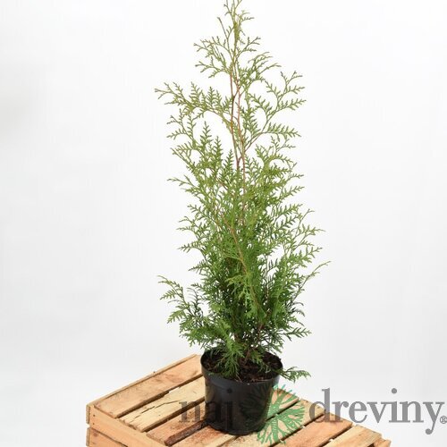 Balík 10ks Tuja západná Brabant, výška 30/40 cm, v črepníku P9 Thuja occidentalis