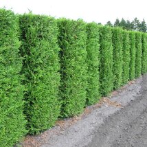 Balík 10ks Tuja západná Brabant, výška 30/40 cm, v črepníku P9 Thuja occidentalis