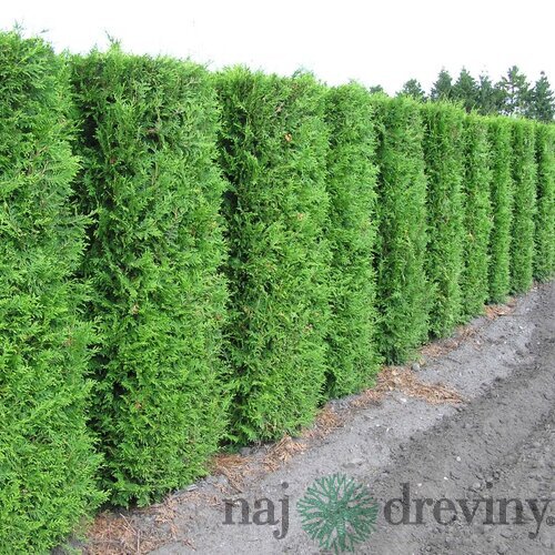 Balík 10ks Tuja západná Brabant, výška 30/40 cm, v črepníku P9 Thuja occidentalis