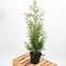 Balík 10ks Tuja západná Brabant, výška 30/40 cm, v črepníku P9 Thuja occidentalis