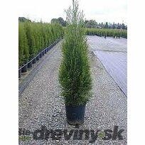 Balík 10ks Tuja západná Smaragd 20/30 cm, v črepníku P9 Thuja occidentalis Smaragd