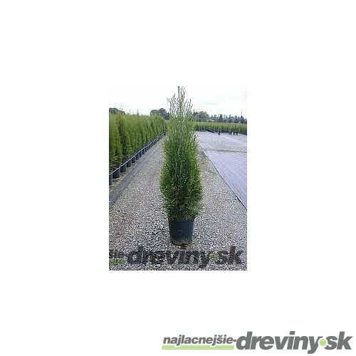 Balík 10ks Tuja západná Smaragd 20/30 cm, v črepníku P9 Thuja occidentalis Smaragd