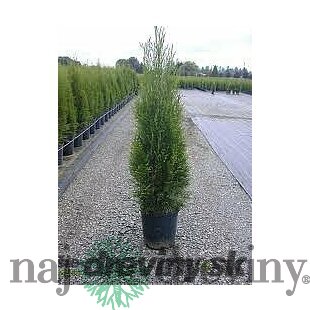 Balík 10ks Tuja západná Smaragd 20/30 cm, v črepníku P9 Thuja occidentalis Smaragd