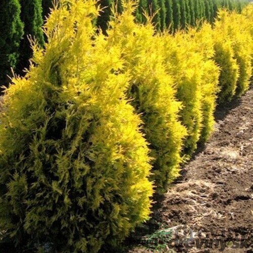 Balík 10ks ! Tuja západná Sunkist, výška 20/25 cm, v črepníku P9 Thuja occidentalis