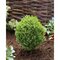 Balík 10ks Tuja západná TEDDY, výška 10/15 cm, v črepníku P9 Thuja occidentalis