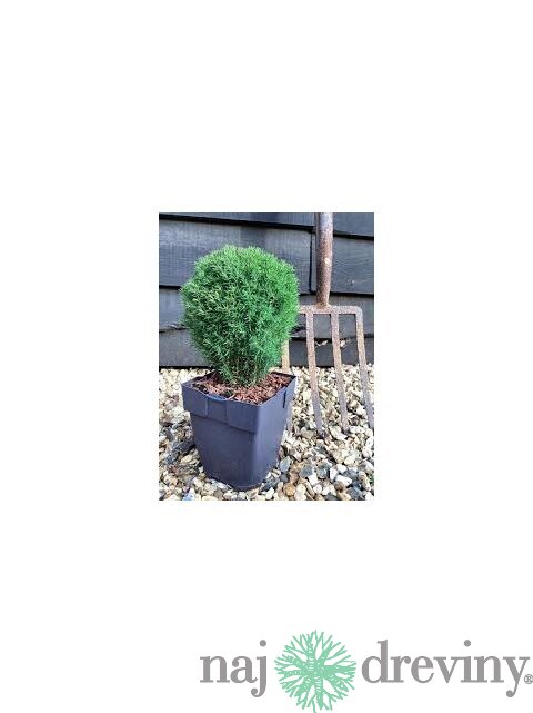 Balík 10ks Tuja západná TEDDY, výška 10/15 cm, v črepníku P9 Thuja occidentalis