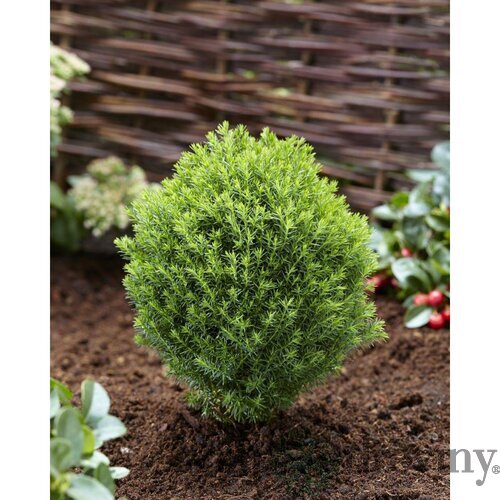 Balík 10ks Tuja západná TEDDY, výška 10/15 cm, v črepníku P9 Thuja occidentalis