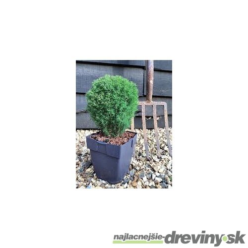 Balík 10ks Tuja západná TEDDY, výška 10/15 cm, v črepníku P9 Thuja occidentalis