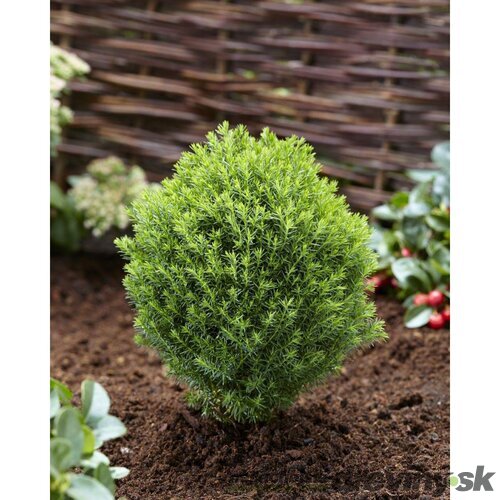 Balík 10ks Tuja západná TEDDY, výška 10/15 cm, v črepníku P9 Thuja occidentalis