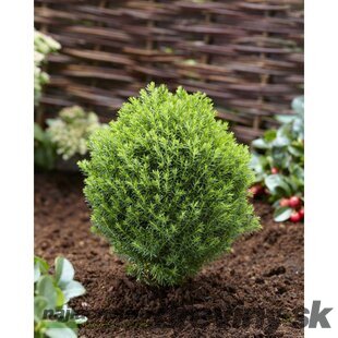 Balík 10ks Tuja západná TEDDY, výška 10/15 cm, v črepníku P9 Thuja occidentalis