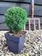 Balík 10ks Tuja západná TEDDY, výška 10/15 cm, v črepníku P9 Thuja occidentalis