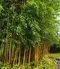 Bambus Aureocaulis 60/80 cm, v črepníku 5l Bamboo