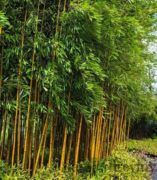 Bambus Aureocaulis 60/80 cm, v črepníku 5l Bamboo