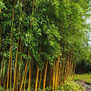 Bambus Aureocaulis 60/80 cm, v črepníku 5l Bamboo